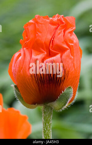 Riesiger roter Mohn in einem Garten Stockfoto