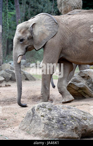 Zoo De La Flèche, Frankreich Stockfoto