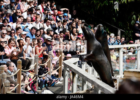 Zoo De La Flèche, Frankreich Stockfoto
