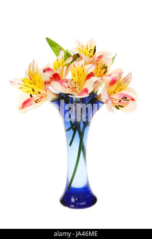 Alstroemeria Blumen in einer Vase isoliert gegen weiß Stockfoto