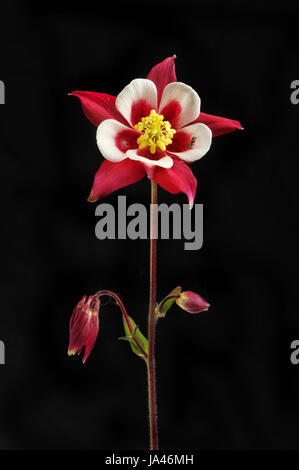 Rote und weiße Aquilegia, Omas Motorhaube oder Colmbine, Blüten und Knospen isoliert gegen Schwarz Stockfoto