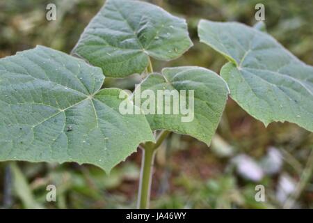 Junge paulownia Baum Pflanze mit Blättern Stockfoto