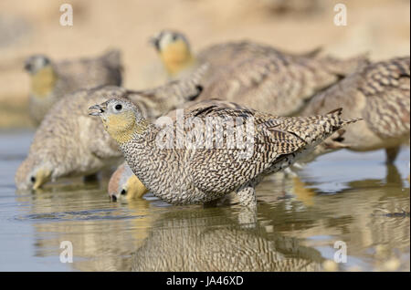 Gekrönte Sandgrouse - Pterocles coronatus Stockfoto