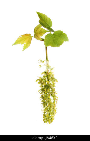 Frische Frühlings-Ahorn Blätter, Acer Pseudoplatanus, Blätter Blumen und sich entwickelnden Samen, Samaras, isoliert gegen weiß Stockfoto