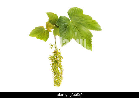 Frische Frühlings-Ahorn Blätter, Acer Pseudoplatanus, Blätter Blumen und sich entwickelnden Samen, Samaras, isoliert gegen weiß Stockfoto