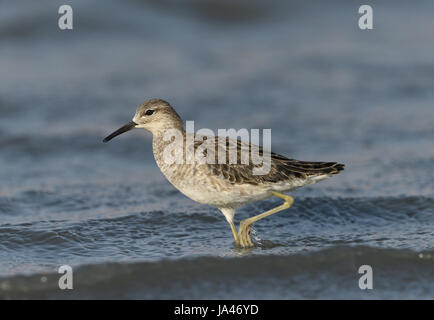 Ruff - Philomachus pugnax Stockfoto