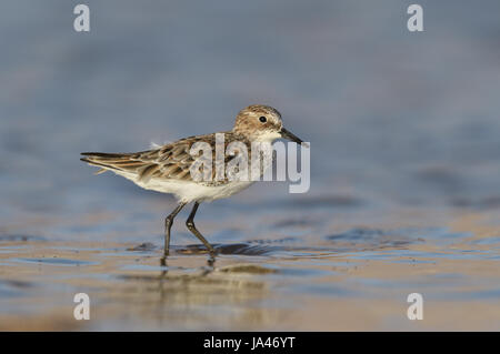 Zwergstrandläufer - Calidris minuta Stockfoto