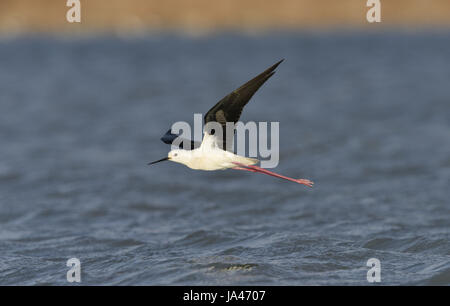 Stelzenläufer - Himantopus himantopus Stockfoto