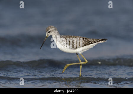 Marsh Sandpiper - Tringa stagnatilis Stockfoto