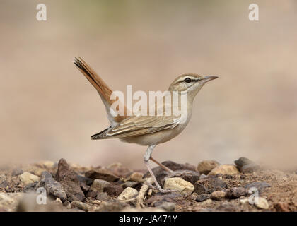 Rufous Bush Robin - Cercotrichas galactotes Stockfoto