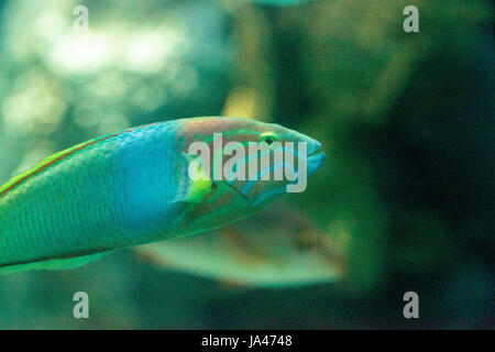 Mond Fisch Lippfisch Thalassoma Lunare entlang eines Korallenriffs schwimmt Stockfoto