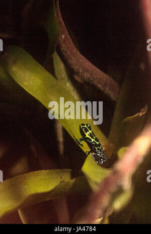 Schillernd Variable Pfeilgiftfrosch Ranitomeya Variabilis findet man in den tropischen Regenwald von Peru Stockfoto