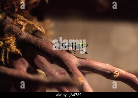 Schillernd Variable Pfeilgiftfrosch Ranitomeya Variabilis findet man in den tropischen Regenwald von Peru Stockfoto