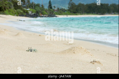 Eine große Erwachsene Ghost Krabbe tritt langsam aus seiner Burrow im weißen Sand von Waimanalo Beach auf der Insel Oahu, Hawaii. Stockfoto