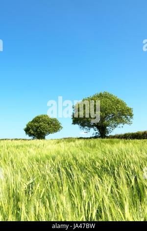 eine frühe Weizenernte in Cheshire, England, Großbritannien, uk Stockfoto