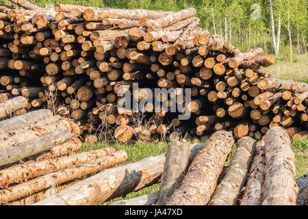 Kiefer einloggt Pfähle, sonnigen Frühlingstag Stockfoto