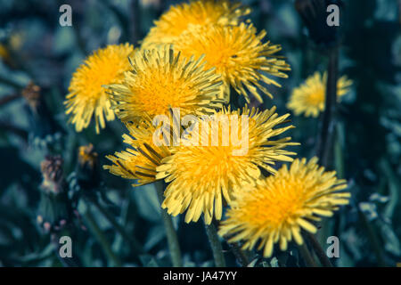 Gelber Löwenzahn Makro auf grünem Hintergrund jedoch unscharf. Stockfoto