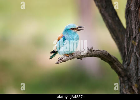 Hübsche blaue Blauracke (Coracias Garrulus) hocken auf einem Zweig, Koros-Maros-Nationalpark, Békés County, Ungarn Stockfoto