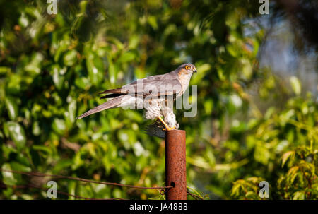 Eurasische Sperber (Accipiter Nisus) hocken auf rostigen Post mit kleiner Vogel Beute, Koros-Maros-Nationalpark, Békés County, Ungarn Stockfoto