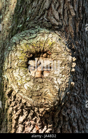 St. Simons Island Baum Geist, rote Farn Dorf St. Simons Island, Georgia Stockfoto