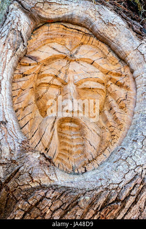 St. Simons Island Baum Geist, Mallery Park, St. Simons Island, Georgia Stockfoto