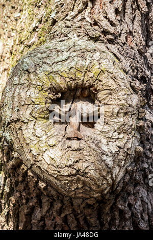 St. Simons Island Baum Geist, Redfern Dorf St. Simons Island, Georgia Stockfoto