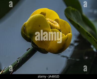 Eine gelbe Lilie Teich am Beaver Lake. Stockfoto