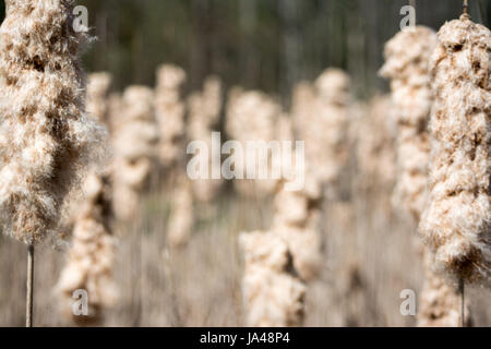 Rohrkolben Typha Angustifoli gonna Samen. Stockfoto