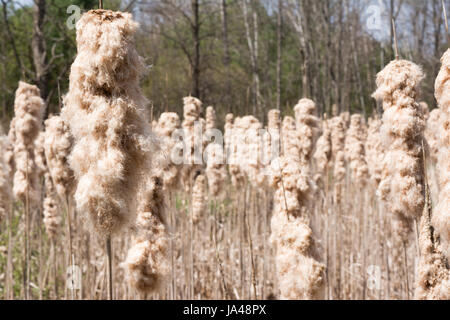 Rohrkolben Typha Angustifoli gonna Samen. Stockfoto