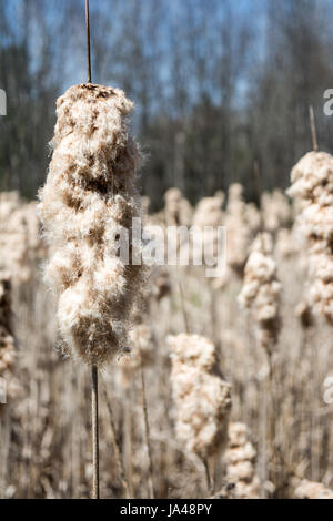 Rohrkolben Typha Angustifoli gonna Samen. Stockfoto