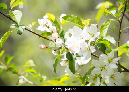 Knospen an einem Malus Sargentii in voller Blüte mit weißen Blüten und rosa Knospen Stockfoto