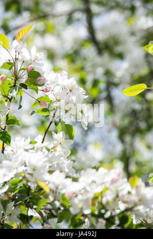 Knospen an einem Malus Sargentii in voller Blüte mit weißen Blüten und rosa Knospen Stockfoto