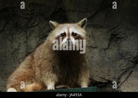 niedliche Waschbären Stockfoto