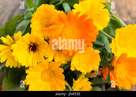 Ringelblume, Calendula Officinalis, hautnah. Stockfoto