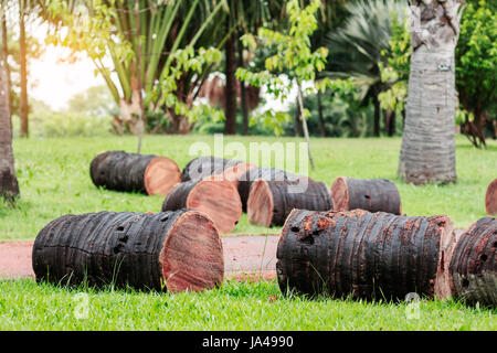 Palmen werden auf Rasen im Garten geschnitten. Stockfoto