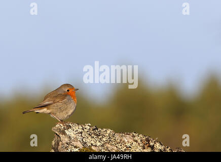 Robin Rotbrust, Erithacus robecula, seitlicher Blick, sitzend auf Barsch Stockfoto