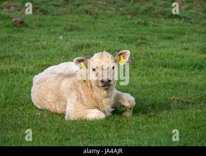 Nahaufnahme von Creme Jersey Kalb liegend in der grünen Wiese, East Lothian, Schottland, Großbritannien Stockfoto