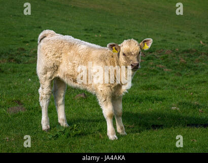 Nahaufnahme von Creme Jersey Kalb, stehend in der grünen Wiese, East Lothian, Schottland, Großbritannien Stockfoto