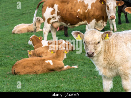 Nahaufnahme von Cremigen Jersey Kalb mit anderen Kälbern in Feld und Mutter liegende Kuh, East Lothian, Schottland, Großbritannien Stockfoto