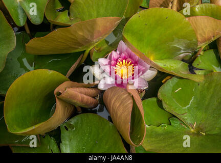 Nahaufnahme von Single rosa Seerose, Nymphaeaceae, Gartenteich, East Lothian, Schottland, Großbritannien Stockfoto