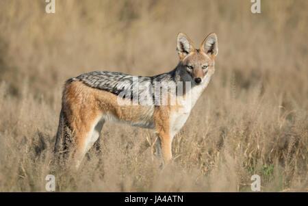 Black-Backed-Schakal Erwachsener im Bereich Savuti der Chobe Nationalpark in Botswana Stockfoto