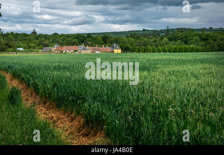 Malerische Landschaft Blick auf Broadwoodside, Gifford, East Lothian, Schottland, Großbritannien über grüne Ernte Feld Stockfoto