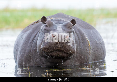 Eine große weibliche Hippo im Chobe River in Botswana Stockfoto