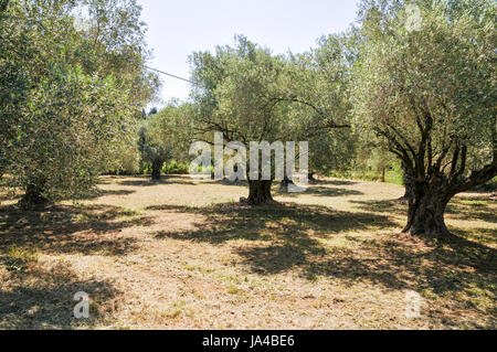 Olive Tree Obstgarten fotografiert in Israel Stockfoto