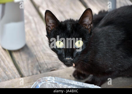 Schwarze Katze Kätzchen mit großen gelben Augen und Essen auf Gesicht Stockfoto