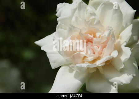 Rosa "Madame Alfred Carrière", eine duftende, Kletter Rose in voller Blüte in einem englischen Garten an einem sonnigen Tag Ende Mai, UK Stockfoto