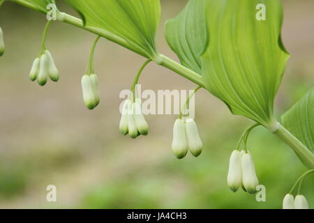 Salomonssiegel (Polygonatum X hybridum) angezeigten grünen Spitzen weiße Glöckchen in voller Blüte in einem englischen Cottage-Garten im April, UK Stockfoto