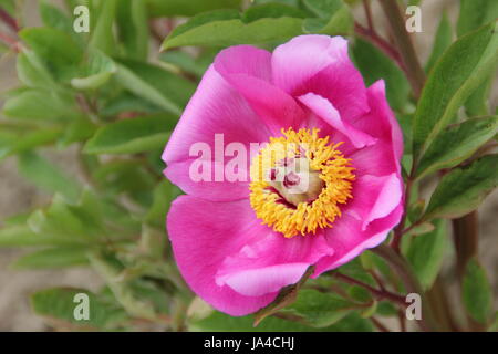 Gemeinsamen Pfingstrose (Paeonia Officinalis) in voller Blüte an der Grenze von einem englischen Garten - Mai Stockfoto