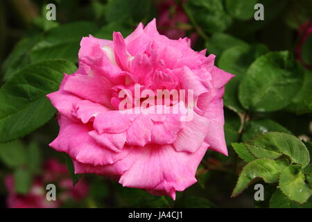 Rosa 'Zephirine Drouhin'. stark duftende, Klettern Bourbon stieg in voller Blüte in einem englischen Garten im Mai, UK Stockfoto