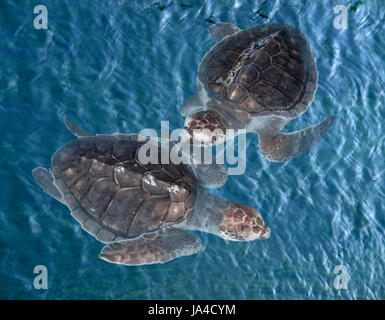 junge Meeresschildkröten im blauen Wasser von oben gesehen Stockfoto